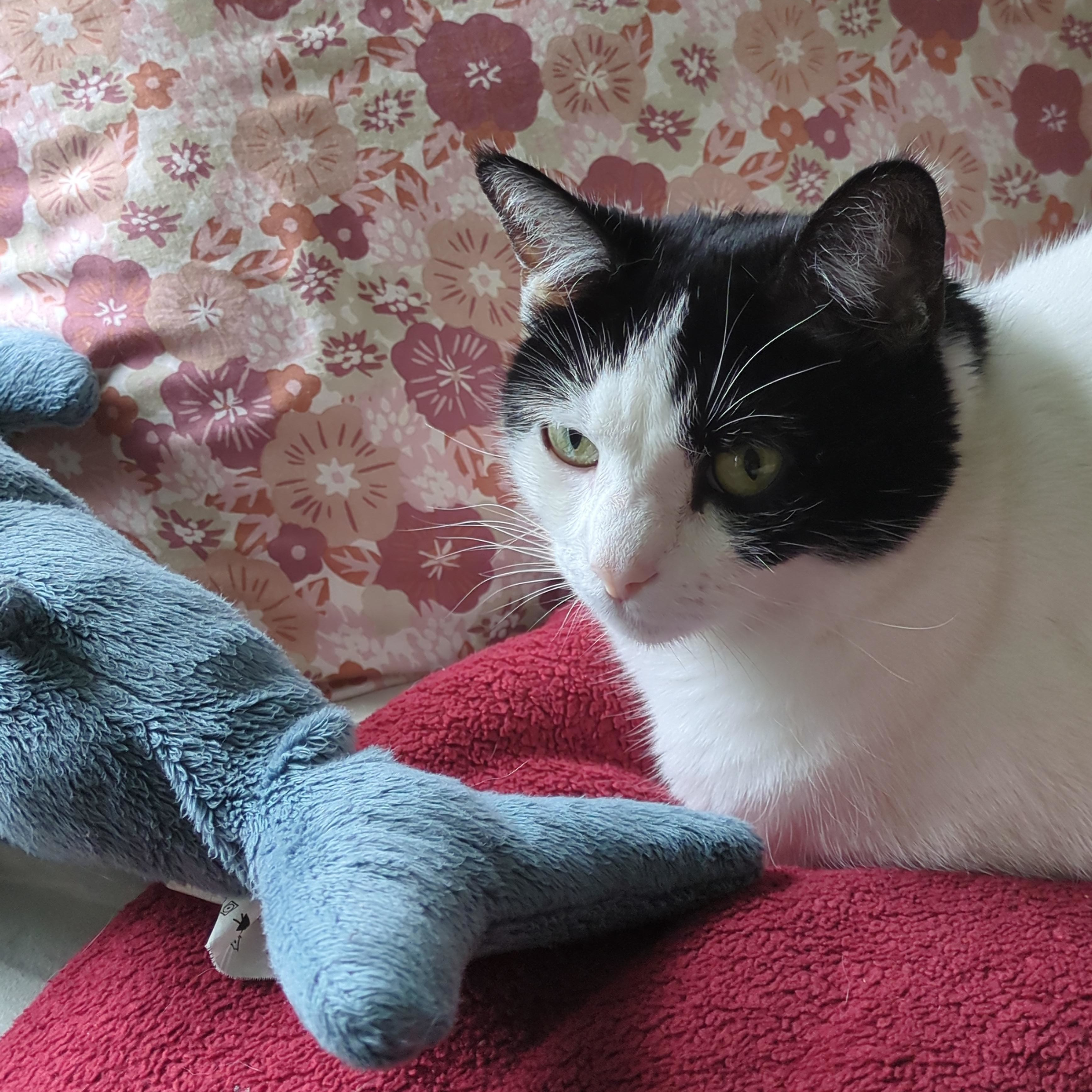 Stella, my black and white cat, sitting on my bed being cute.