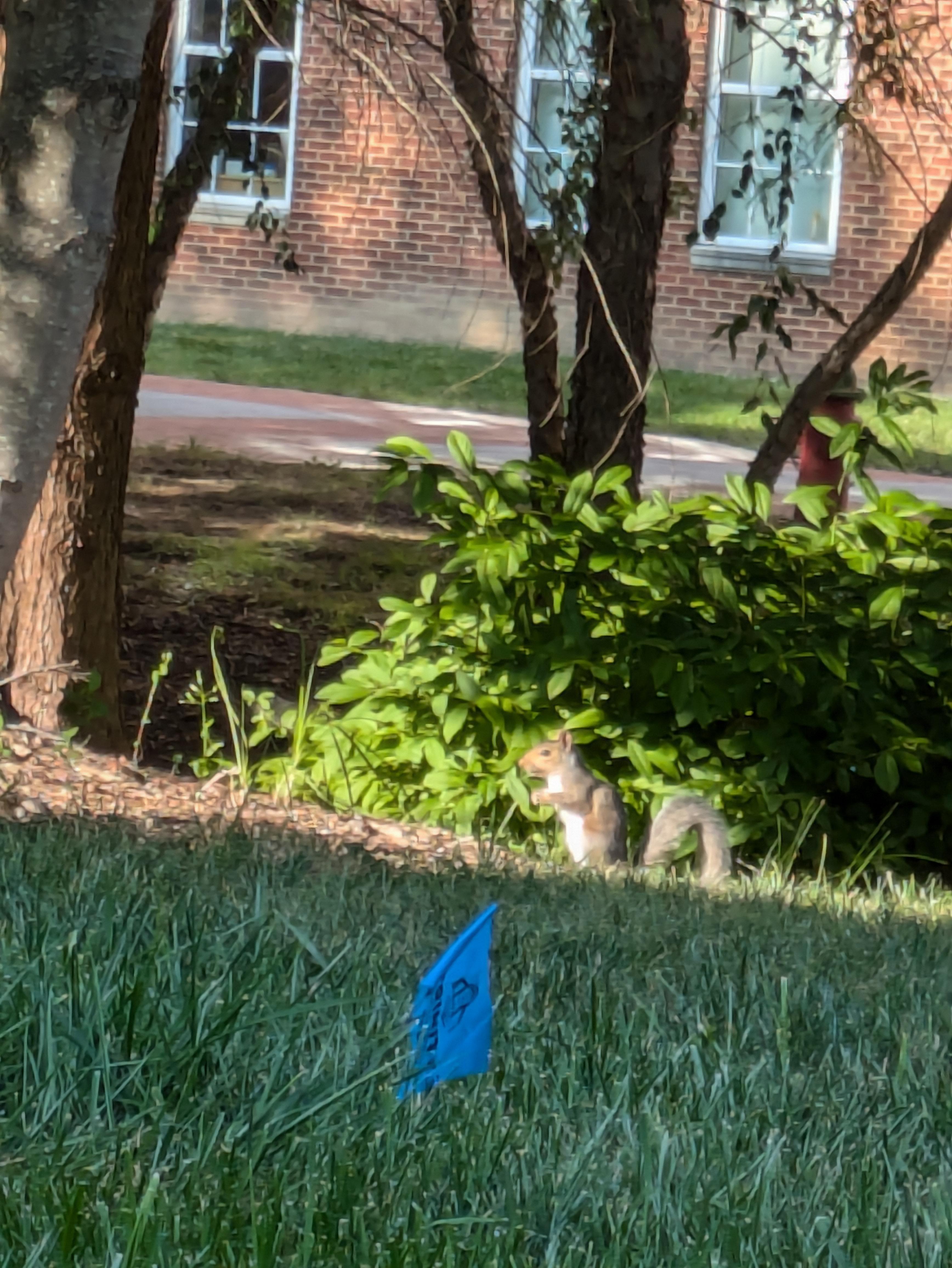 squirrel in the grass